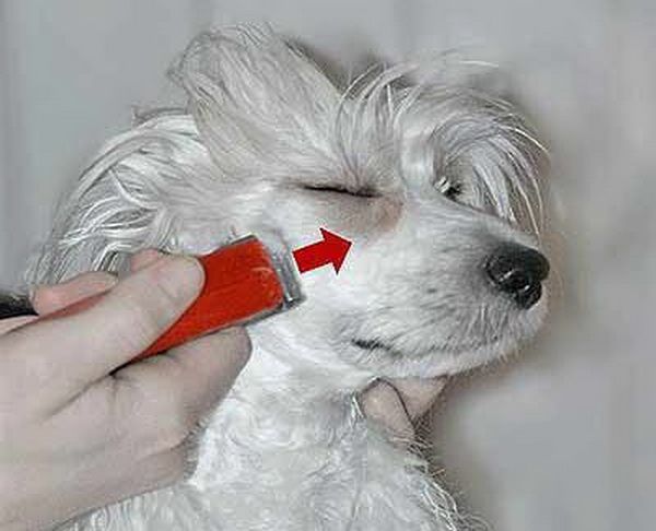 Как подстричь собаке у глаз