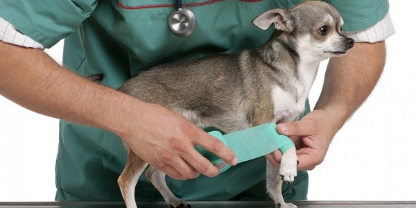 Как распознать ушиб или перелом у собаки